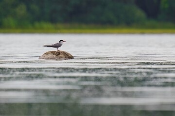ducks on the lake