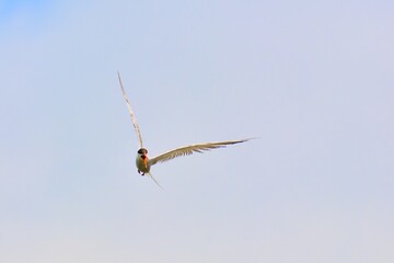 dragonfly in flight