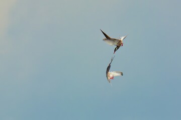 seagull in flight © Karol