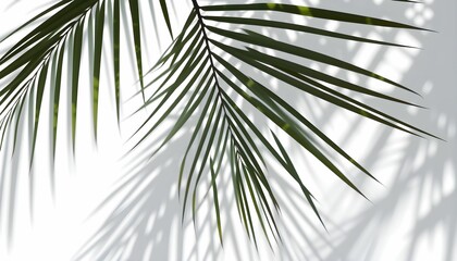 palm leaves on a white background