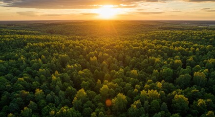 Green Forest at Colorful Sunset Aerial View Natural Scenery
