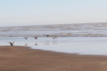 Birds Flying Over the Sand and Surf
