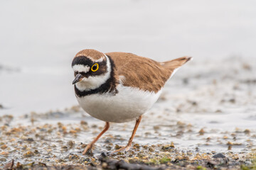 Little ringed plover (Charadrius dubius), bird standing on the lake shore