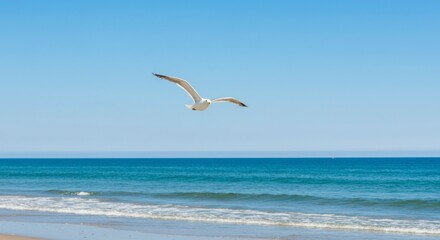Seagull soaring over ocean (1)