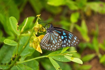 Dark Blue Tiger in Yala National Park, Sri Lanka