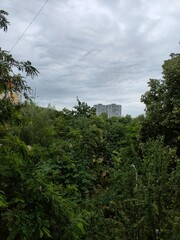 clouds over the forest