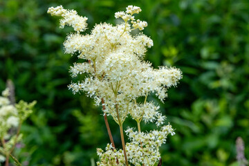 Healing Herb Meadowsweet Blossoming in Nature – Close View of Filipendula ulmaria with Flower...