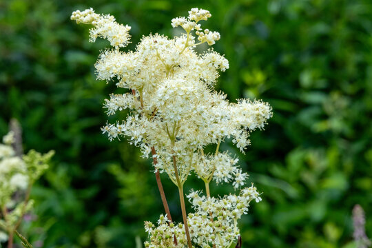 Healing Herb Meadowsweet Blossoming in Nature &ndash; Close View of Filipendula ulmaria with Flower Buds and Dense Green Background