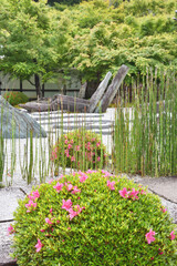 圓光寺のツツジ