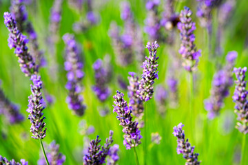 Close-up of purple blossoms of lavender plant at garden on a sunny summer morning at Swiss city of Zürich. Photo taken July 6th, 2025, Zurich, Switzerland.