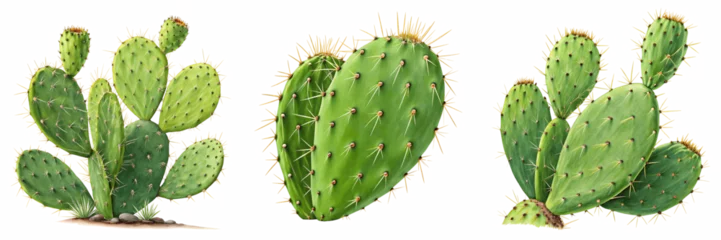 Wandcirkels Cactus Set For prickly pear cactus plants isolated on transparent background  © jsmahmud