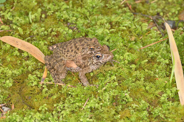 圓光寺の仲良しのカエル