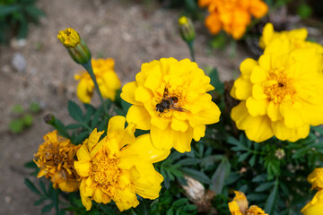 south korea, taebaek, mountain, peaceful, countryside, close-up, flora