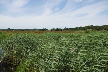 Waving reeds with meadow (Damlandpolder), forest and dunes in the background. Partly cloudy sky. Netherlands, North Holland near Bergen. Summer, July