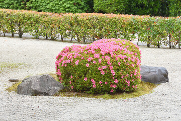 智積院のツツジ