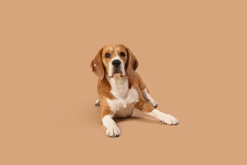 Cute Beagle dog lying on brown background