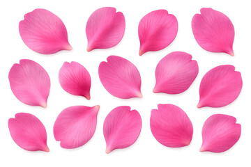 Realistic pink flower petals falling gently on a transparent background, perfect for adding a touch of spring to any design