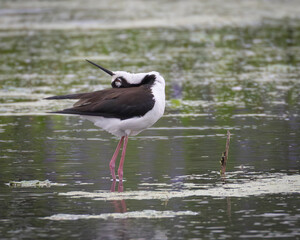 A black-necked stilt standing in shallow water in a wetland with its head stretched on its back and beak pointed up