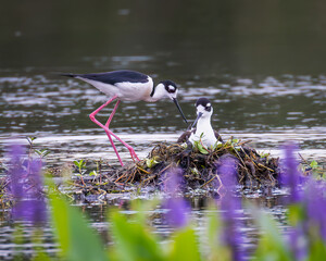 A pair of black-necked stilts nesting in a wetland