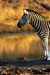 Early morning zebra at the waterhole.