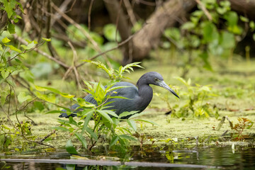 Naklejka premium An adult little blue heron walking among vegetation along the Silver River in Florida, 