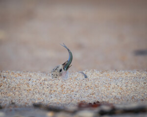 a least tern baby with a fish in its mouth at Fort Matanzas National Monument