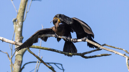 A parent double-crested cormorant feeding its chick with the chicks head down the parent's throat in Silver Springs State Park