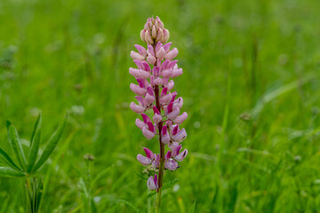 Delicate Pink Lupine Bloom – Lupinus polyphyllus Wildflower in Meadow Field. Pastel-Colored Pink Lupin Flower Spike – Summer Nature Macro Photography