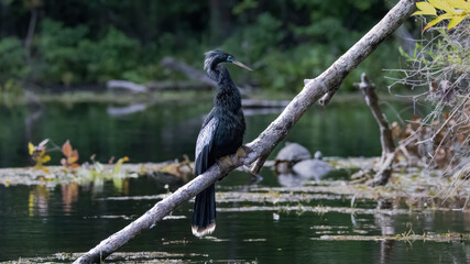 A male anhinga in breeding plumage perched on a branch above the Silver River