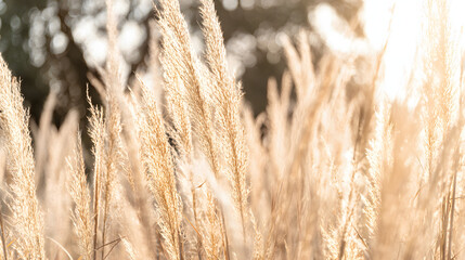Fototapeta premium Soft pastel pampas grass swaying in golden light, a serene boho moment of delicate beauty and calm.
