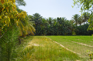 Obraz premium Dates trees in the garden, grassland landscape summer plants fruit farming