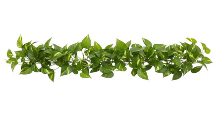 Obraz premium Green Leaf Border Isolated on Transparent Background PNG