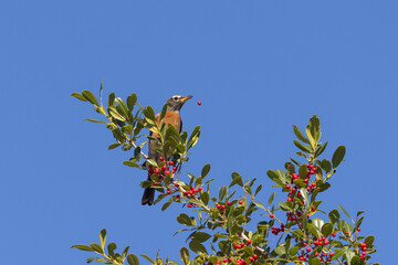 A robin is perched in a tree full of berries and has dropped one hanging in mid-air in this photo,...