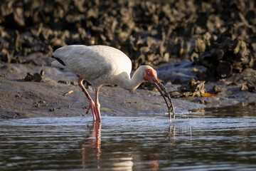 A white ibis standing in shallow water and rinsing off a crab it recently plucked from the mud on Moultrie Creek