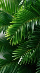 Lush Green Tropical Palm Leaves Close Up Showing Detailed Texture and Natural Shade in a Dense Jungle Environment