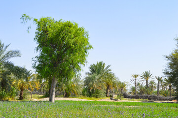 Farming of alfalfa grass and dates palm trees in the agriculture garden Baluchistan city Turbat