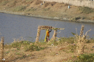 old lady carrying bunch of wood on her head