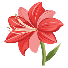 Amaryllis Flower Vector Art