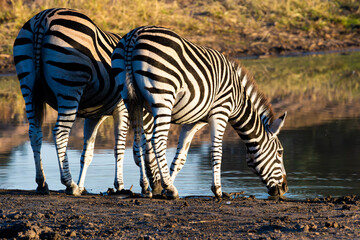 Early morning zebra at the waterhole.