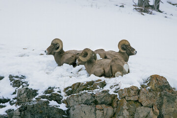 Three male bighorn sheep resting in the snow in Montana
