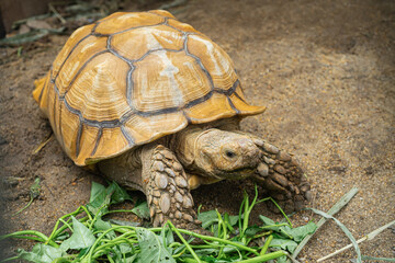 African spurred tortoise (Centrochelys sulcata), also known as the sulcata tortoise, with its food