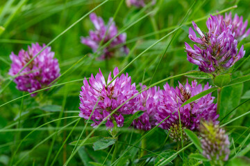 Close-Up of Red Clover Blossoms Growing Among Meadow Grass – Herbal Plant Trifolium Pratense for...