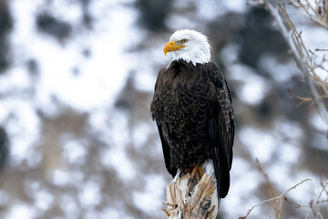 An American bald eagle perched in a tree in Montana