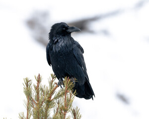 A banded common raven perched on the top of a conifer in winter in Yellowstone Nation Park