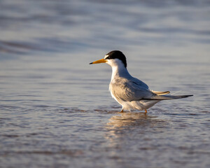 A least tern standing in shallow ocean water at Fort Matanzas National Monument