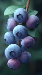 Juicy, dew-kissed blueberries cluster like celestial orbs, invoking Lammas harvest and enchanting forest sprites' midsummer revelry