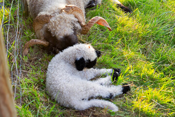 Close-up of cute Valais Black Nose sheep on meadow at Swiss city of Zürich on a sunny summer...