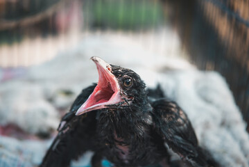 Bird (Asian koel, Eudynamys scolopaceus) Baby bird or chick (nesting) wait foot feeding on a tree...