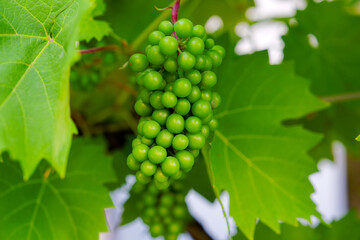 Close up of bunch of unripe grapes hanging at garden on a summer evening. Photo taken July 5th,...