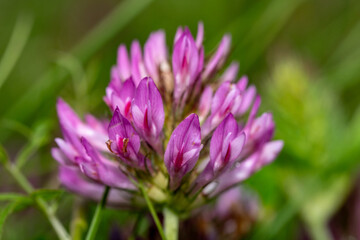 Macro Photo of Red Clover Blossom – Trifolium Pratense in Full Bloom with Vivid Pink Petals and...